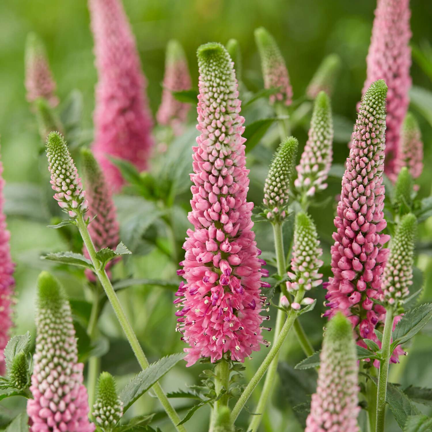 Rantatädyke 'First Love'